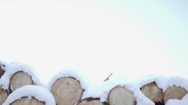 Pilha de madeira coberta de neve no dia de inverno — Vídeo de Stock