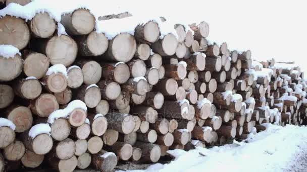 Montón de madera cubierta de nieve en el día de invierno — Vídeos de Stock