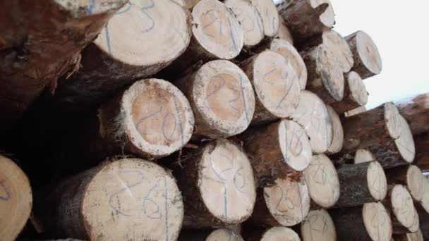 Деревянные бревна с числовыми маркерами на лесопилке — стоковое видео