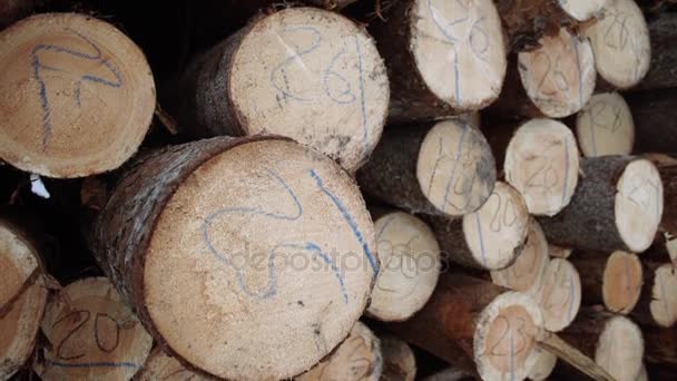 Hout van hout stapel met getallen markeringen op de zagerij — Stockvideo