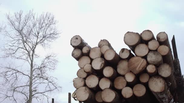 Gru artiglio solleva tronchi di legno da camion in segheria — Video Stock