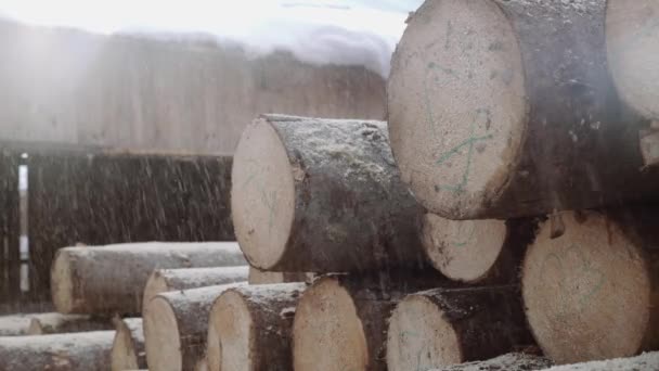 Sawdust fall on wood logs pile with numbers markers at sawmill — Stock Video