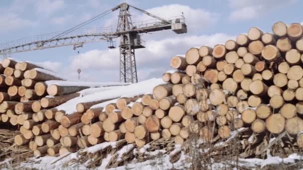 Vista panoramica dei pali tagliati tronchi d'albero nella neve fuori dalla fabbrica di falegnameria — Video Stock