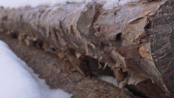 Shacking su corteccia di vento di tronco di pino coperto di neve a segheria — Video Stock