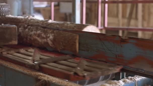 Ξυλεία κοπεί του αρχείου καταγραφής στο μηχάνημα ξυλουργός στο πριονιστήριο εργοστάσιο διοικητικού — Αρχείο Βίντεο