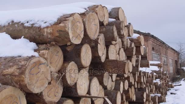 Вырубленные деревья, покрытые снегом, с числовыми маркерами на заводе по деревообработке — стоковое видео