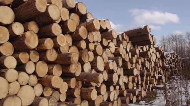 Huddle of cutted trees covered in snow on winter sunny day — Stock Video