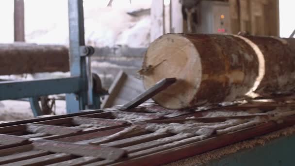 Máquina de sierra industrial con puntero láser preciso que corta troncos de madera — Vídeo de stock