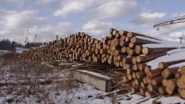 Un sacco di alberi tagliati coperti di neve nella giornata di sole invernale — Video Stock