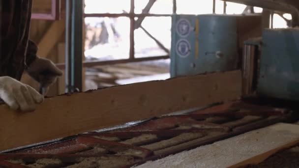 सुतार लाकूड लॉगसह औद्योगिक पाहिलेले मशीन व्यवस्थापित करते — स्टॉक व्हिडिओ