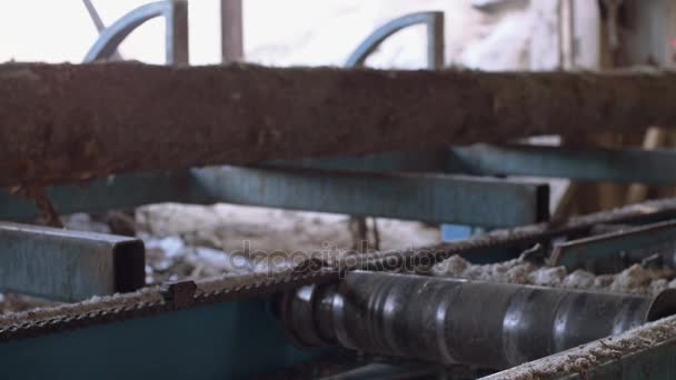 Troncos de madera montados en banco de trabajo en la fábrica de aserraderos — Vídeo de stock