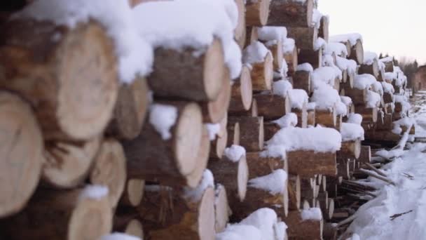 Árboles cortados cubiertos de racimo de nieve con marcadores numéricos en el aserradero — Vídeos de Stock