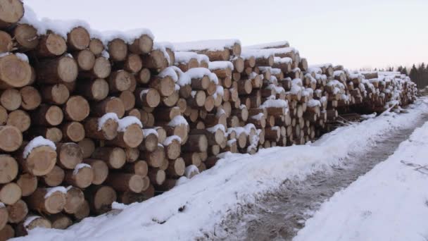 Pilha de árvores cortadas cobertas de neve no dia de inverno — Vídeo de Stock