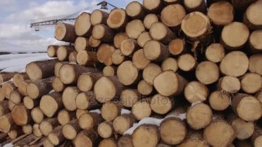 Demet kesilerek ağaçlar karla kaplı Kış güneşli günde
