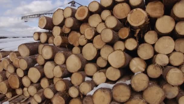 Куча вырубленных деревьев покрытых снегом в зимний солнечный день — стоковое видео