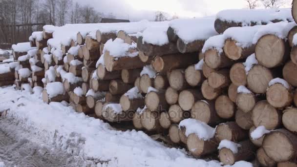 Haufen umgesägter Bäume am Wintertag mit Schnee bedeckt — Stockvideo