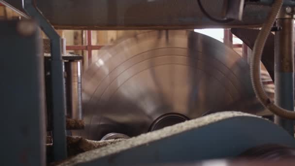 Drehende große industrielle Kreissäge an Holzbearbeitungsmaschine — Stockvideo