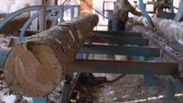 Ξυλουργός φορτία ξυλείας καταγραφής στον πάγκο εργασίας στο πριονιστήριο — Αρχείο Βίντεο