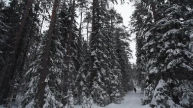 Kış gününde ormanda kar kaplı izinde yürüyen genç uzun yürüyüşe çıkan kimse
