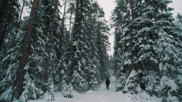 Young man walking on snow covered trail in woods on winter day — Stock Video