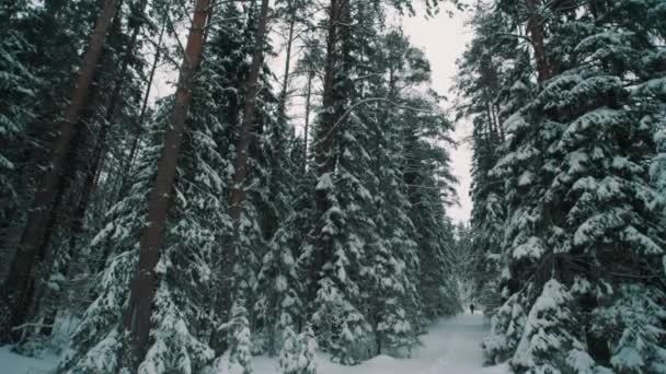 Traveler kille gå på snö täckta trail i skogen vinterdag — Stockvideo