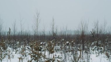 Genç adam karda yürümek çayır çalılar kış gününde kaplı.