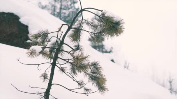 Svag tall träd växer på sten klippa täckt av snö — Stockvideo