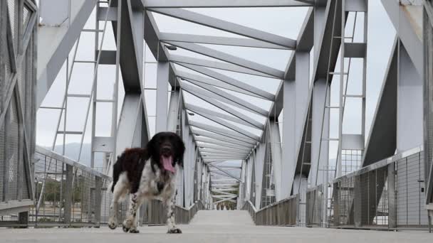 Pointant chien de race marchant sur poutre jointer construction pont métallique — Video