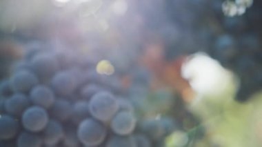 Şube dedikodu bahçesinde lezzetli olgun siyah üzüm