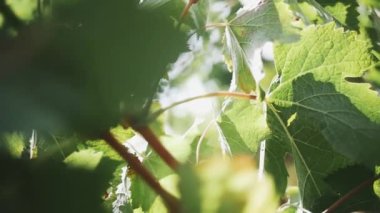 Güneş ışınlar dedikodu yarda, üzüm bitki yaprakları