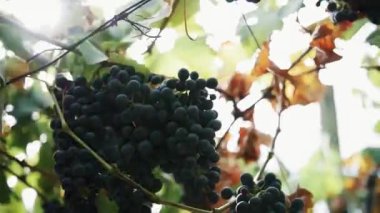 Eller kadın şube siyah üzüm, üzüm bağı kök üzerinde asılı