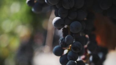 Güzel yumuşak siyah üzüm, üzüm bağı kök üzerinde