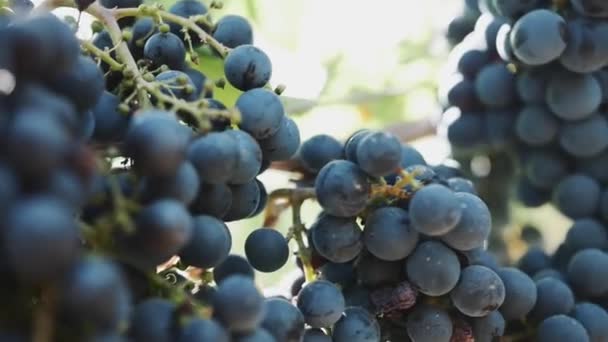 Beautiful ripe black grape on stem at vineyard — Stock Video