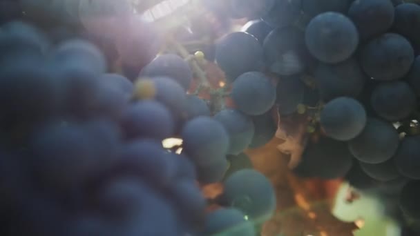 Красивий стиглий чорний виноград на стеблі на винзаводі — стокове відео