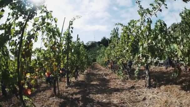 Filas de uvas en utilería de madera listas para ser recogidas en viñedo — Vídeo de stock