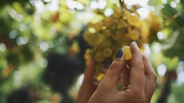 Mãos de mulher reúnem um monte de uvas penduradas no caule na vinha — Vídeo de Stock