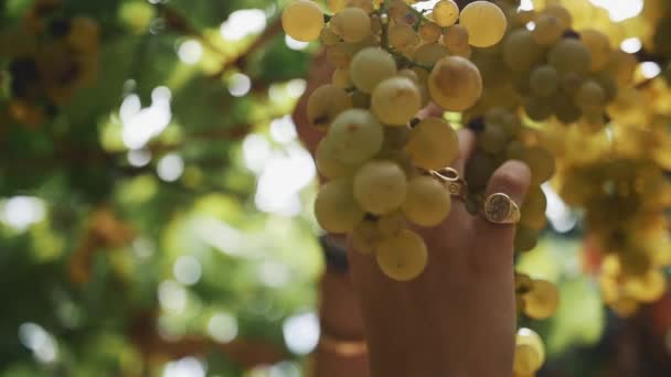 Mulher mãos ramo ramo de uvas penduradas no caule na vinha — Vídeo de Stock