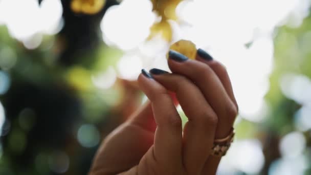 Las manos femeninas recogen uvas que cuelgan del tallo en el viñedo — Vídeo de stock