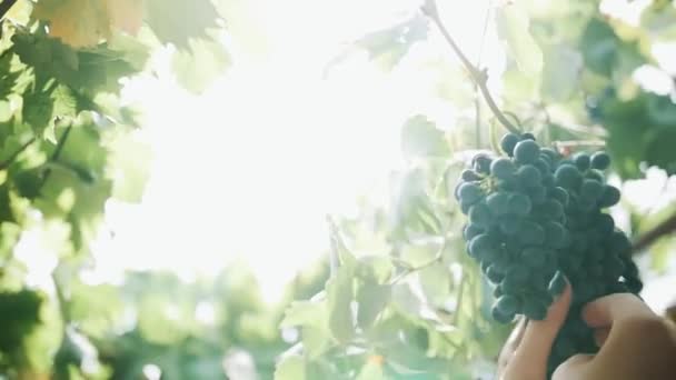 Жіночі руки збирають чорний виноград, що звисає на стеблі в винограднику — стокове відео