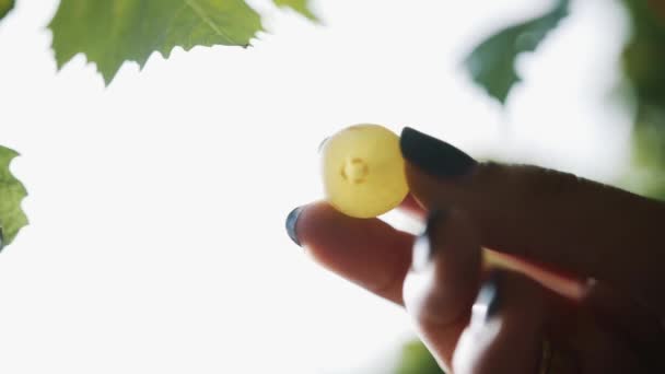 Las manos femeninas recogen uvas que cuelgan de la rama en el viñedo — Vídeos de Stock