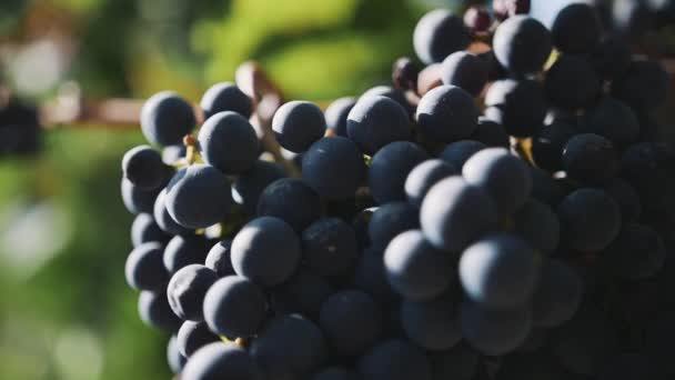 Beautiful mellow black grape on branch at vineyard — Stock Video