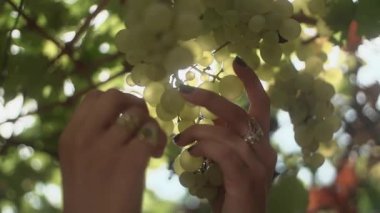 Kadın silah bağ, kök üzerinde asılı üzüm demet dokunmadan