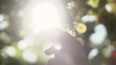 Kadın silah bağ, kök üzerinde asılı üzüm almak