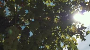 Dedikodu inşaat asılı çilek ile Üzüm otlar