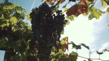 Üzüm asma mainstays, dedikodu asılı çilek ile