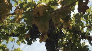 Dedikodu, sahne üzerinde asılı çilek ile üzüm bitkiler