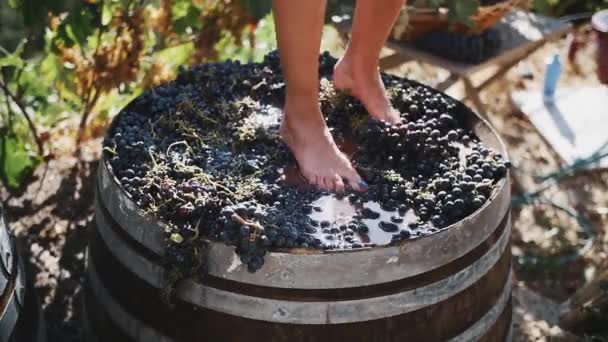 Female feet stomping black grapes in wooden shaft — Stock Video