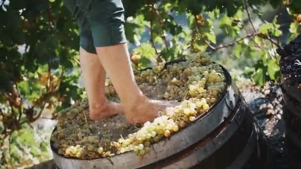 Male legs stomping white grapes in wooden shaft — Stock Video