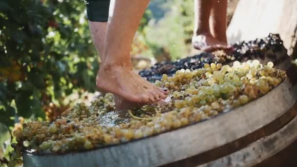 Две пары мужчин ноги сжимает виноград на винодельне, производя вино — стоковое видео