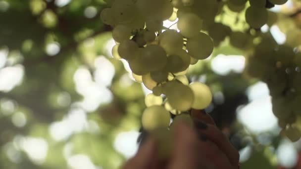 Vrouwelijke handen halen van druiven opknoping op stengel op wijngaard — Stockvideo